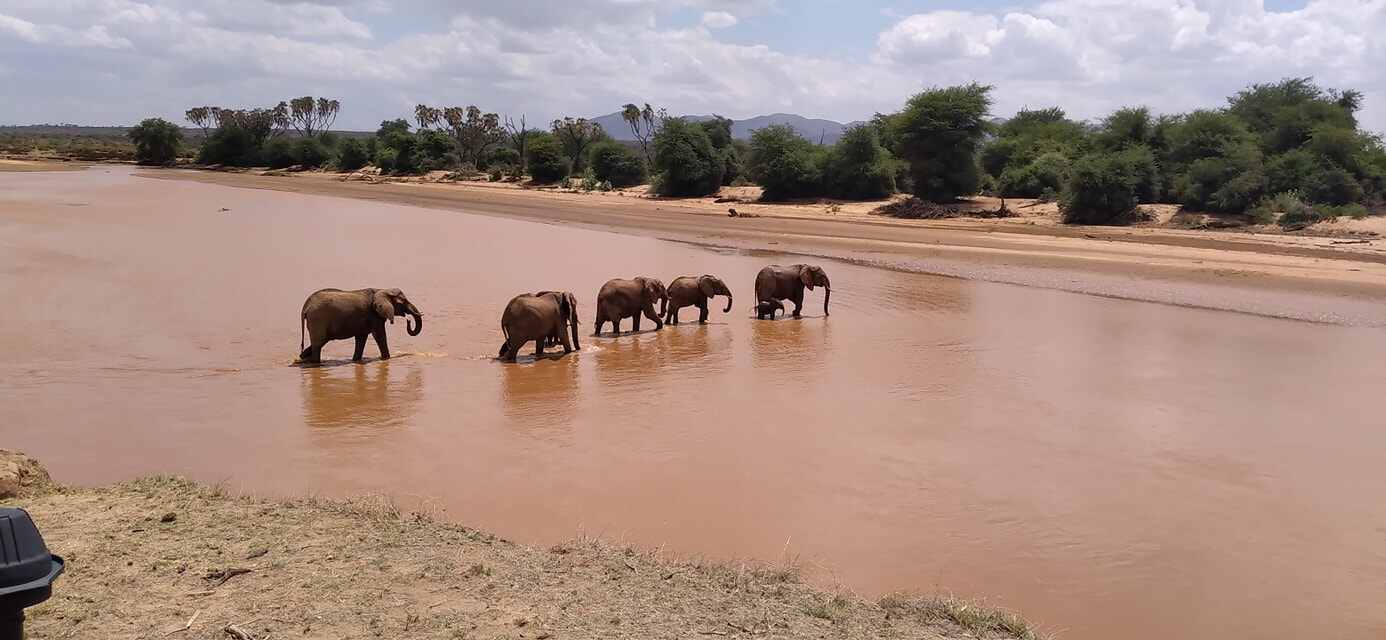 ELEPHANTS CROSSING EWASO NYIRO RIVER