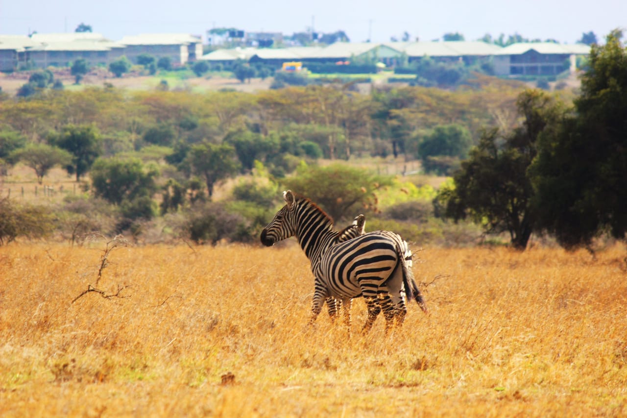 Zebras Grazing Next to Maanzoni Lodge