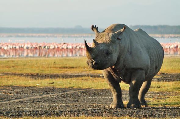 SAROVA LIONHILL GAME LODGE