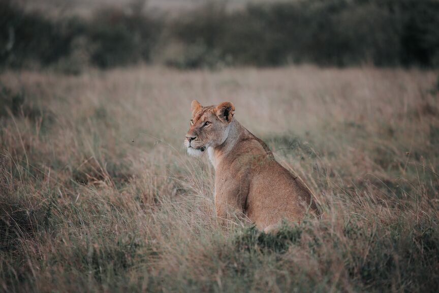 Lioness on a grass field