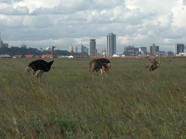 Ostriches at Nairobi National Park