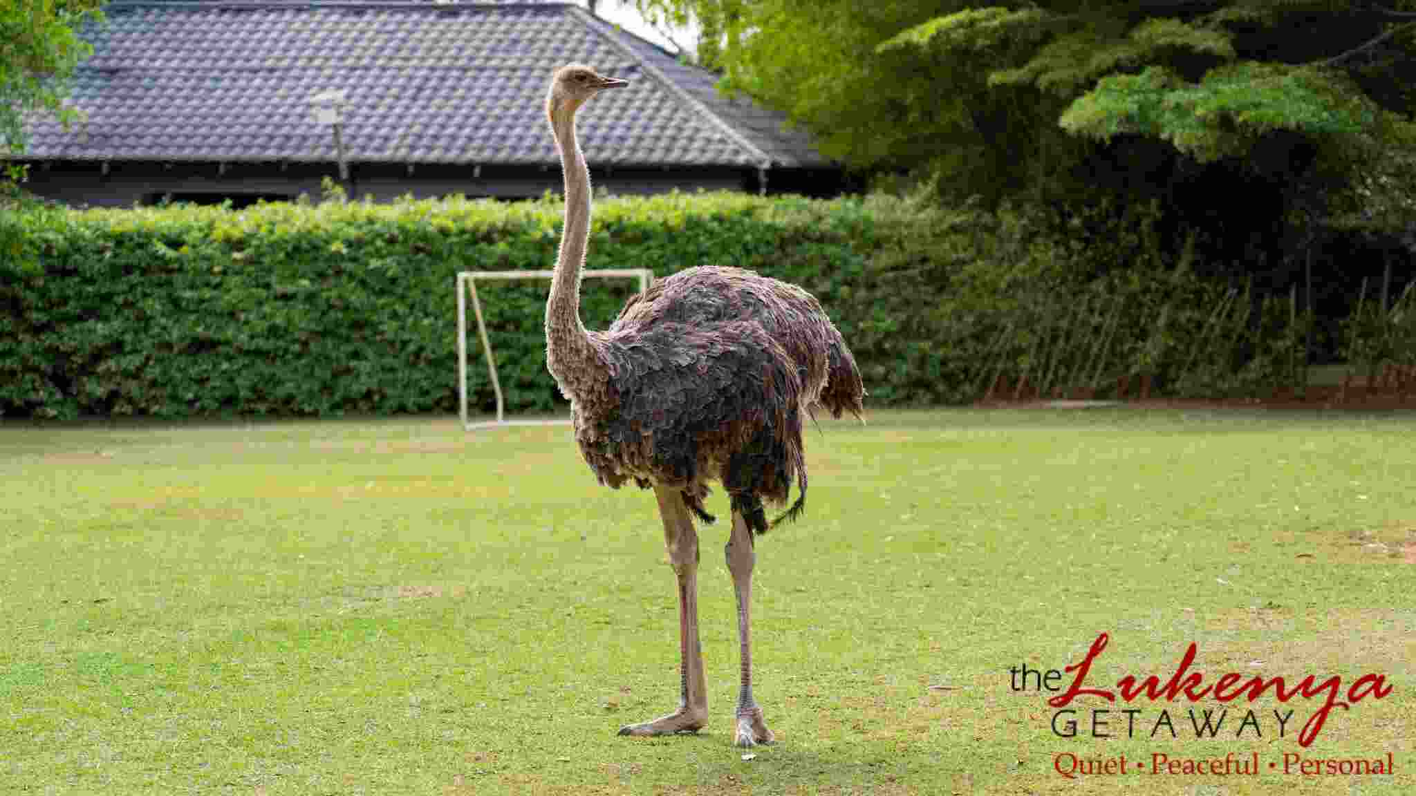 Ostrich