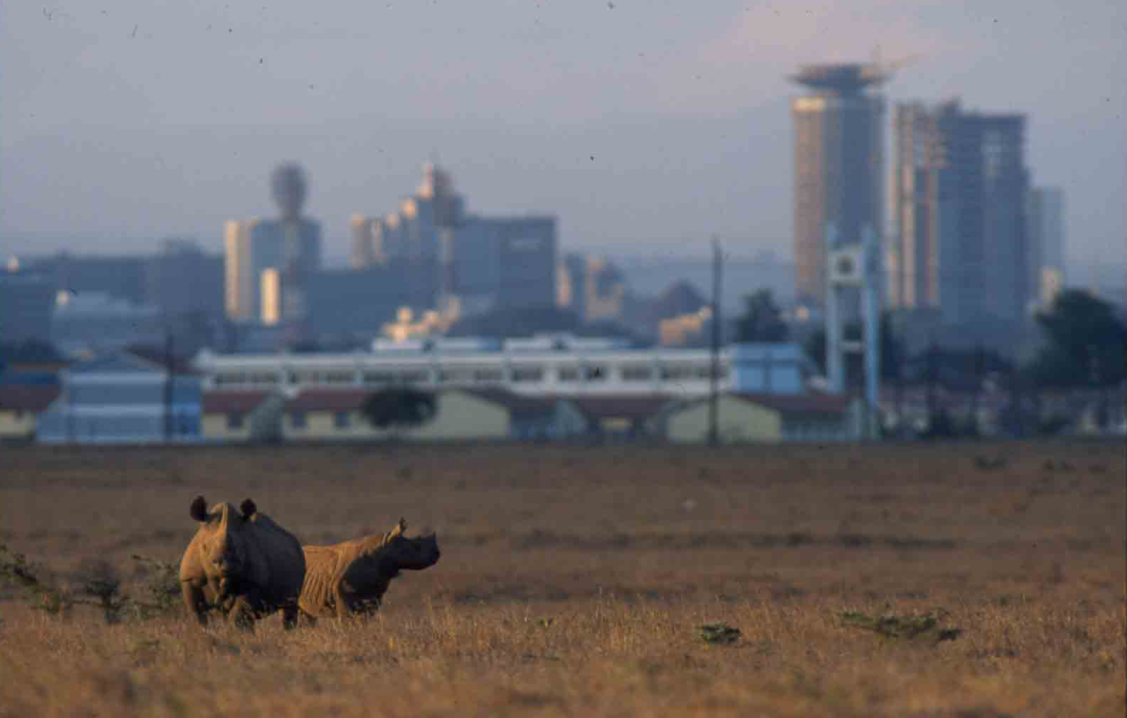 Rhino at Nairobi National Park