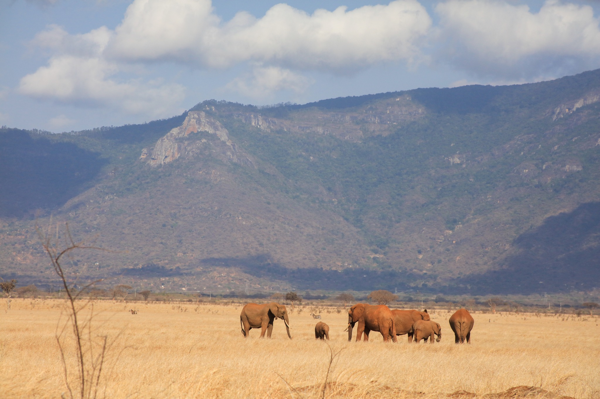 Elephant Gracing in Tsavo Park