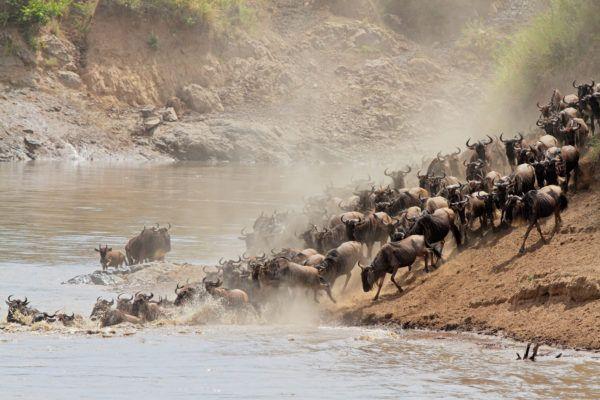 Wildbeest migrating